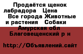 Продаётся щенок лабрадора › Цена ­ 30 000 - Все города Животные и растения » Собаки   . Амурская обл.,Благовещенский р-н